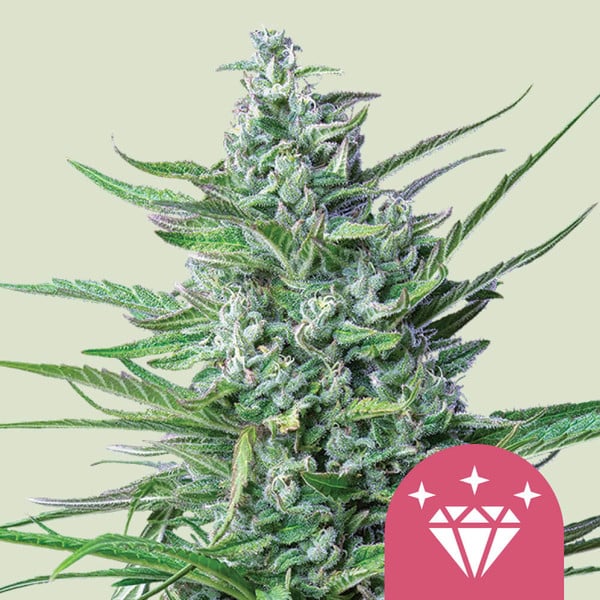 special-kush-1_semenacannabis_cz